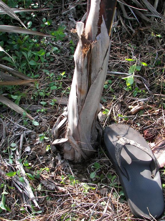 Carpoxylon macrospermum DISCUSSING PALM TREES WORLDWIDE PalmTalk